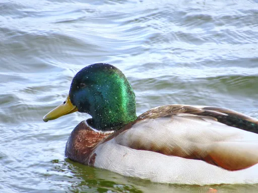 Duck on the Water